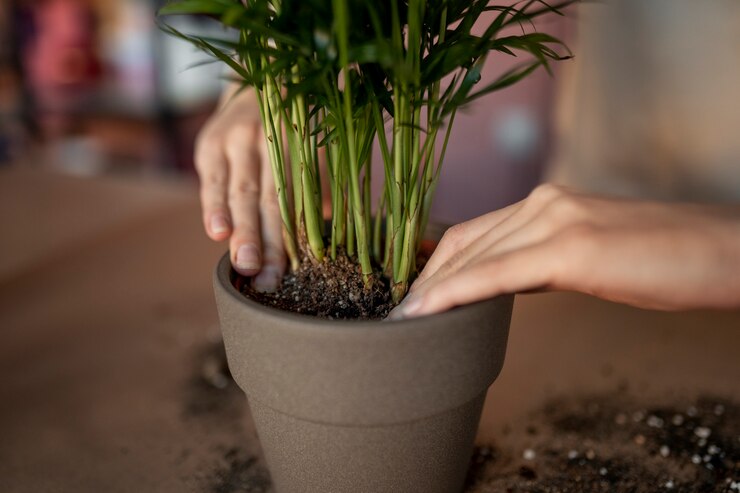 Como cuidar de plantas em vasos?