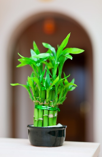 Bambu da sorte: um toque de natureza e bons presságios em casa