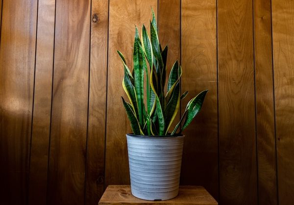 Espada de São Jorge: a planta protetora para seu lar