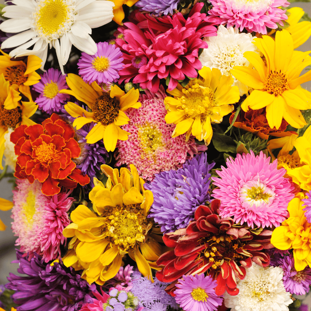 Por que Flores São os Presentes Preferidos das Mulheres?