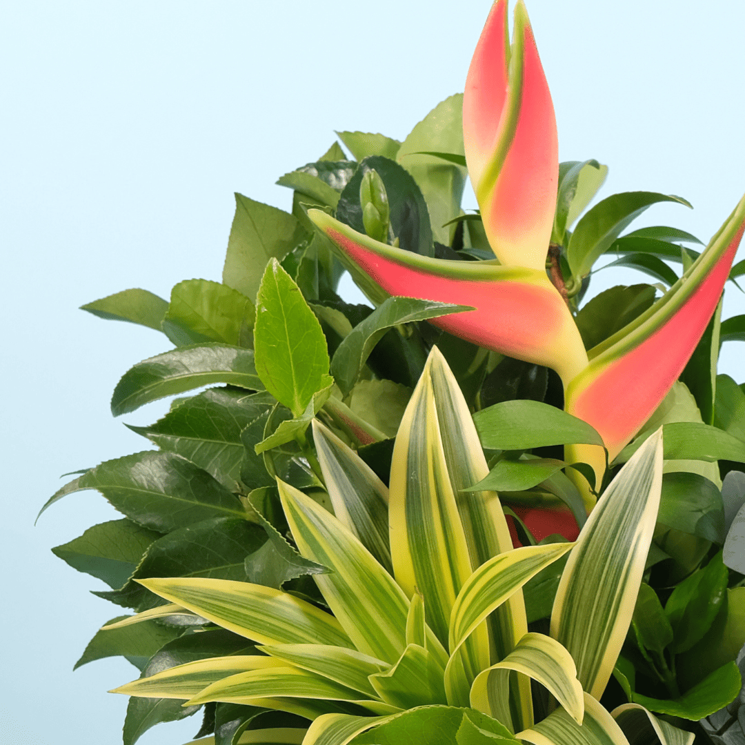 Flor pra homem existe sim e é um presente que surpreende