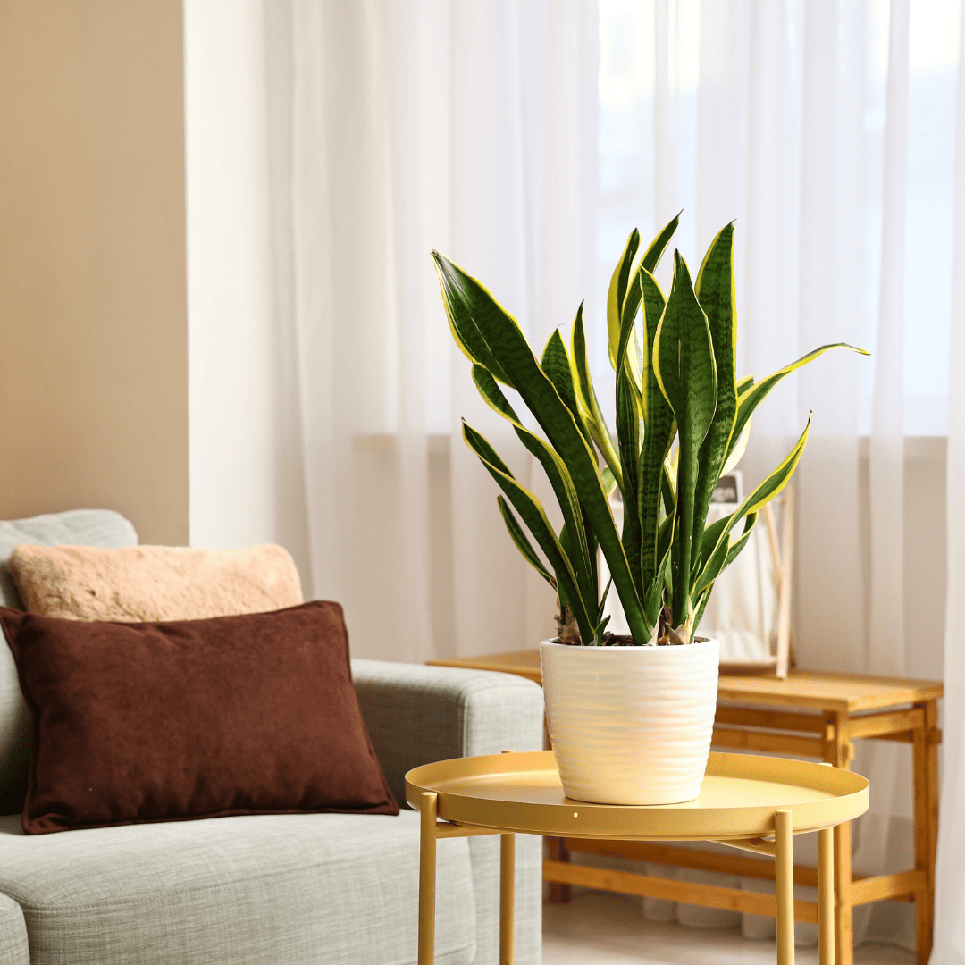 Como as plantas transformam sua casa e seu bem-estar