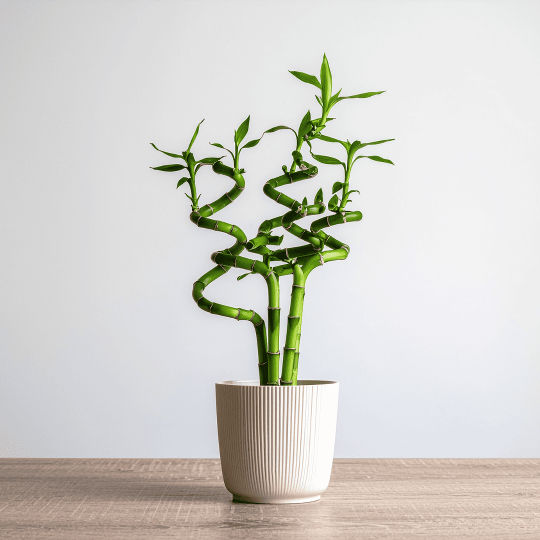 Bambu da Sorte significado: a planta ideal para apartamentos e rotina leve